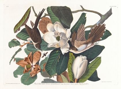 Black-billed cuckoo