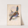 Black-Billed Mountain Toucan (Andigena nigrirostris) (1870) by William Matthew Hart