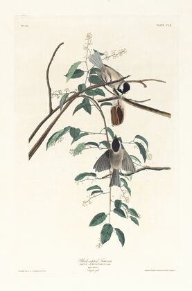 Black-capped titmouse