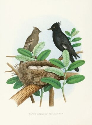 Black-Crested Flycatcher