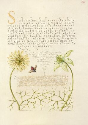 Black Cumins and Insect (1561–1596)