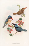 Black-faced Kingfisher