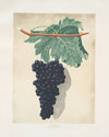 Black frontianiac (grape). (1812)
