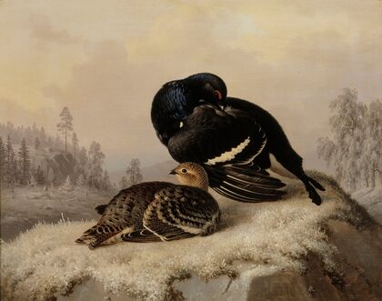 Black Grouse, Cock And Hen
