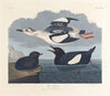 Black guillemot