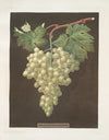 Black Hamburgh grape. (1812)