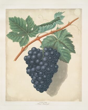 Black Hamburgh grapes. (1812)