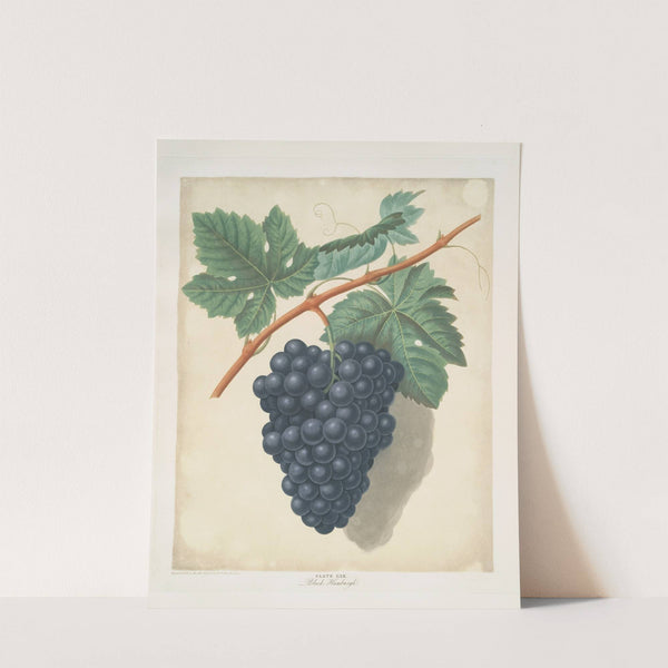 Black Hamburgh grapes. (1812) by George Brookshaw