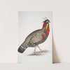 Black head Horned Pheasant, Satyra melanocephala. Adult male. by John Edward Gray