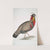 Black head Horned Pheasant, Satyra melanocephala. Adult male. by John Edward Gray