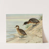 Black-Headed Duck by Louis Agassiz Fuertes