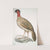 Black headed Pheasant, Phasianus melanocephalus. Female. by John Edward Gray