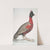 Black headed Pheasant,; Phasianus melanocephalus. Young male of former. by John Edward Gray