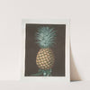 Black Jamaica (Pineapple). (1812) by George Brookshaw