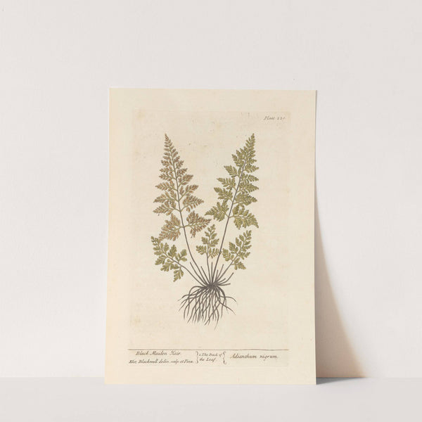 Black maiden hair (1739) by Elizabeth Blackwell