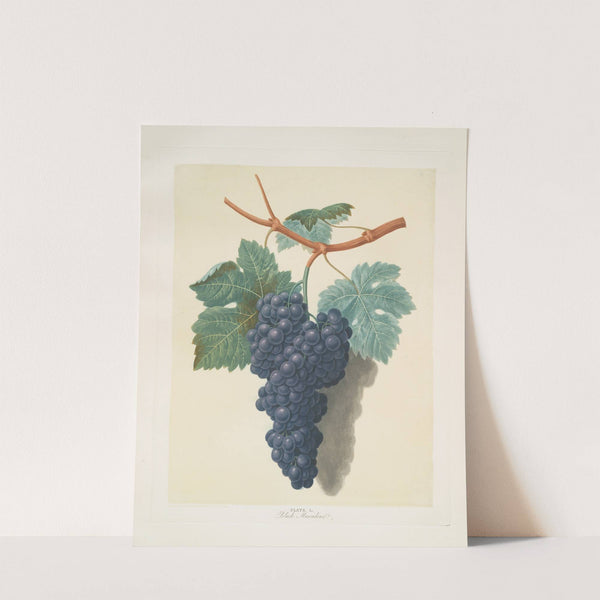 Black muscadine (grapes). (1812) by George Brookshaw