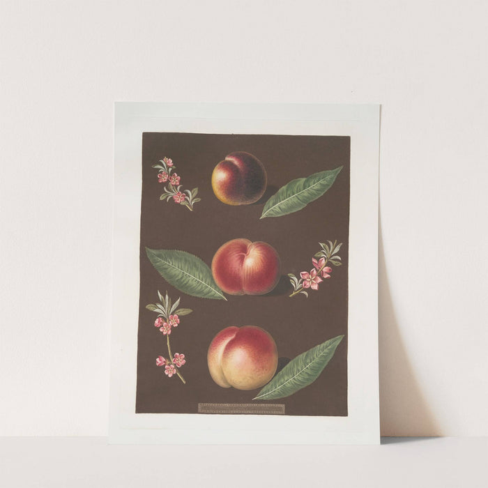 Black peach of Montreal, Cambra and the Moushien’s Pacey of Pomperi peaches. (1812) by George Brookshaw