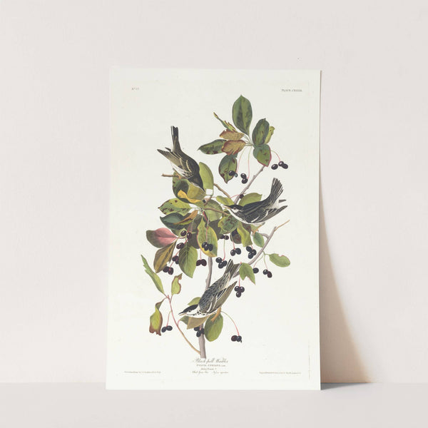 Black-poll warbler by John James Audubon