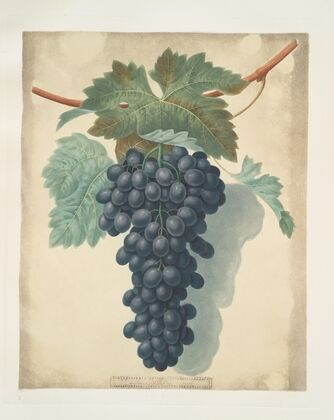 Black Prince. (1812)
