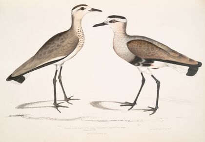Black Sided Sandpiper, Charadrius ventralis [Wagleri]. Male & Female. Cawnpore, January 1798.
