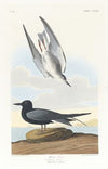 Black tern