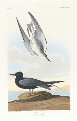 Black tern