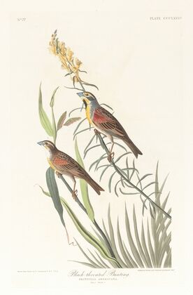 Black-throated bunting