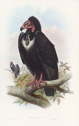 Black Vulture