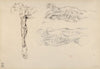 Écorché; Three Studies of a Male Cadaver