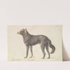 Black Wolf by Charles Hamilton Smith