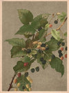 Blackberries (1887)