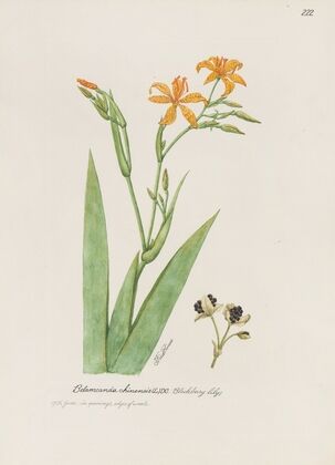 Blackberry lily