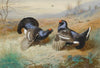 Blackcocks At The Lek (1901)