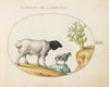 Blackhead Persian Sheep and a Sheep with a Long Tail, with a Cactus (1575-1590)