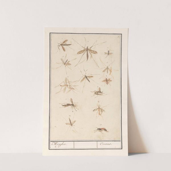 Blad met dertien muggen Mugghen. Cousins. (1596-1610) by Anselmus Boëtius de Boodt