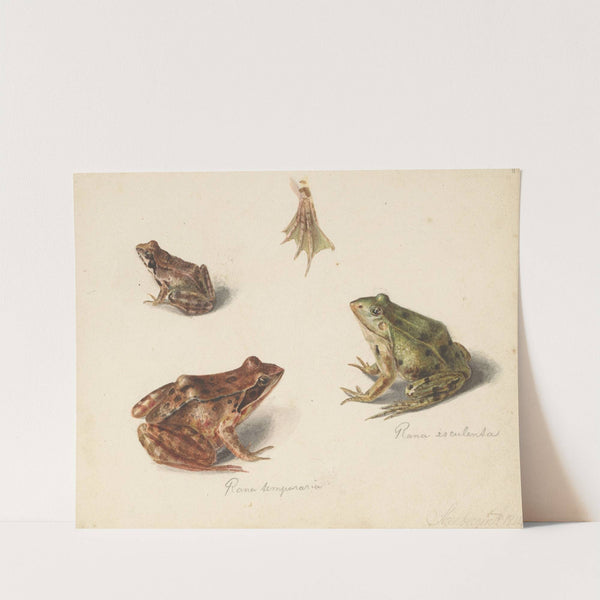 Blad met studie van een bruine landkikker rechts, links een groene waterkikker (1834) by Albertus Steenbergen