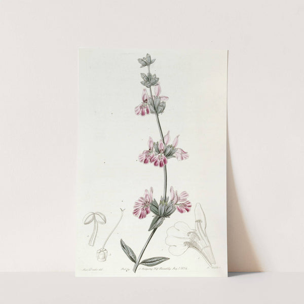 Bladdery Stachys by Sydenham Edwards