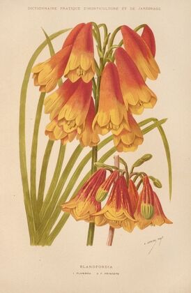 Blandfordia (1893)