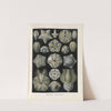 Blastoïdea. - Knospensterne by Ernst Haeckel