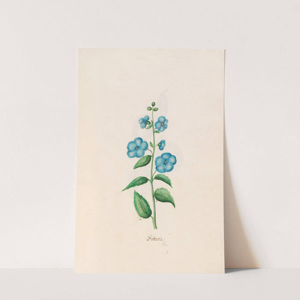 Blattaria (1692) by Magdelena Rosina Funck