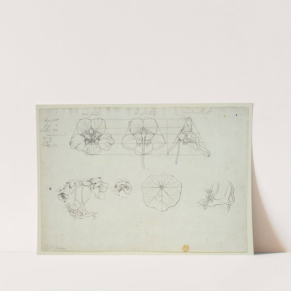 Blätter und Blüten der Kresse by Philipp Otto Runge