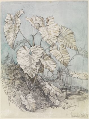 Blattgewächs im Urwald