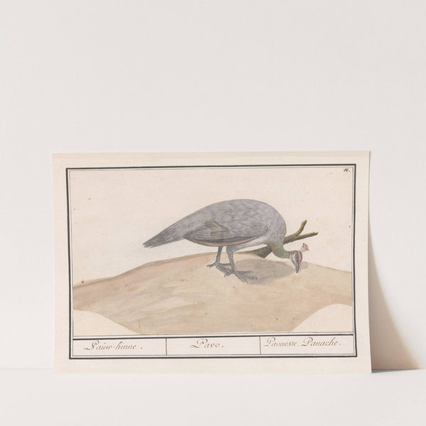 Blauwe pauw (Pavo cristatus) (1596-1610) by Anselmus Boëtius de Boodt