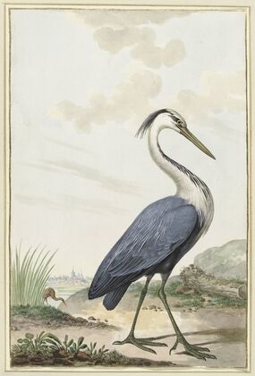Blauwe reiger