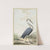 Blauwe reiger by Jabes Heenck