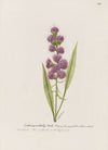 Blazing Star, gay feather, button snakeroot.