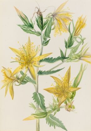 Labrador Tea (Ledum groenlandicum) (1905)