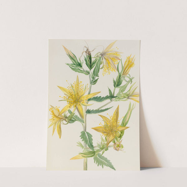 Blazing Star (Mentzelia laevicaulis) (ca. 1930s) by Mary Vaux Walcott