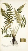Blechnum occidentale