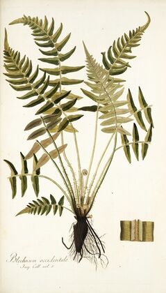 Blechnum occidentale